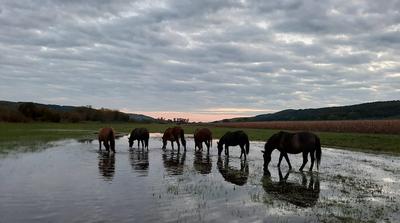 Őshonos magyar lovakat loptak el a híres Gyűrűsi Ménesből