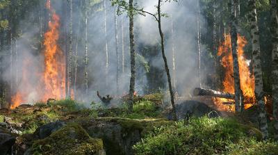 Romániai erdőtüzek pusztítanak a Vaskapu-szorosban