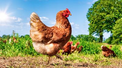 Kóbor csirkék okoznak felfordulást egy békés angol faluban
