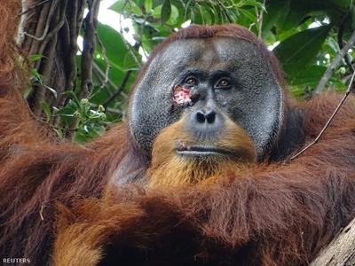 Orángután sebgyógyítása gyógynövénnyel: a tudatosság bizonyítéka