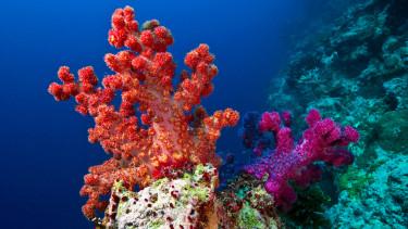 Felfedeztek egy érintetlen korallzátonyt Curaçao közelében