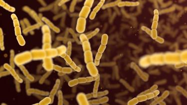 Növekszik a húsevő baktérium okozta fertőzések száma Japánban