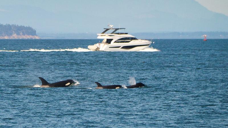 Kardszárnyú delfinek támadása süllyesztett el egy jachtot a Gibraltári-szorosban