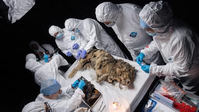 44 ezer éves mumifikált farkas került elő a szibériai jégből