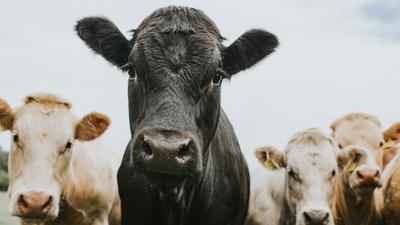 Tehenek lehetnek a madárinfluenza új terjesztői emberek között