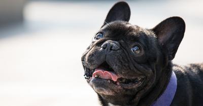 Fedezd fel a világ legdrágább kutyafajtáit a Reader's Digest listáján