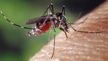 Európában terjednek a trópusi betegségeket hordozó szúnyogok