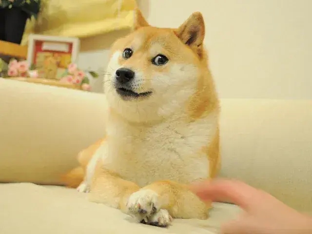 Elhunyt Kabosu, a Doge-mém híressé vált siba inuja