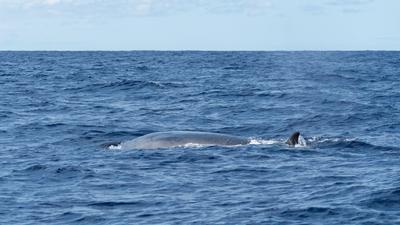 13 méteres bálnatetemet találtak egy sétahajó orránál New Yorknál