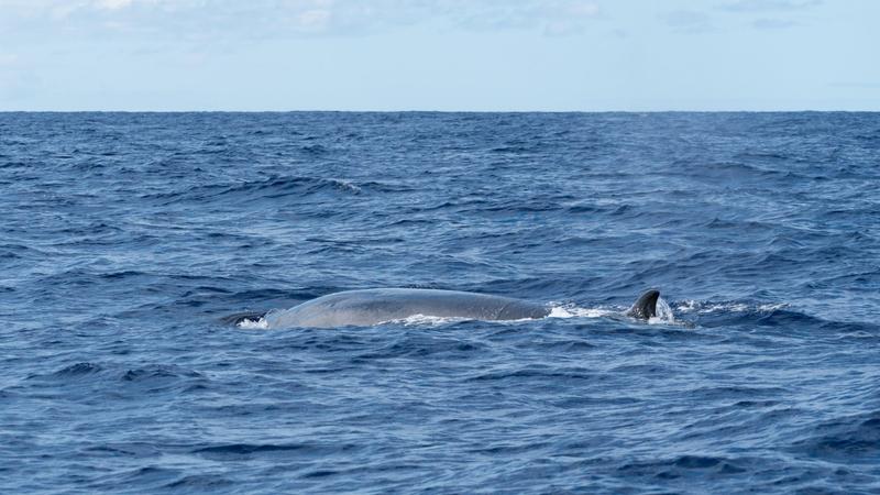 13 méteres bálnatetem találtak egy sétahajó orránál New Yorknál