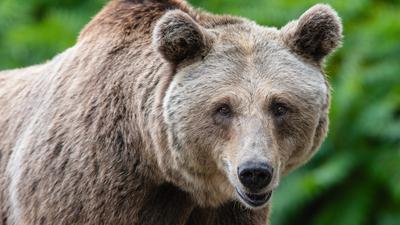 Miért válnak egyre agresszívebbé a medvék Szlovákiában?