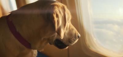 Indul a Bark Air: luxusrepülés kutyákkal a fedélzeten