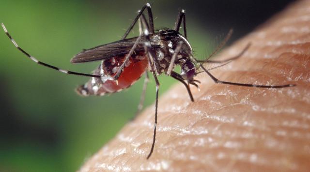 Hőség miatt földi módszerrel gyérítik a szúnyogokat több településen