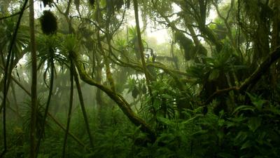 Új törpekaméleon fajt fedeztek fel az ugandai erdők mélyén