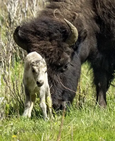 Ritka fehér bölényborjú születése a Yellowstone-ban: Jóslat teljesülése