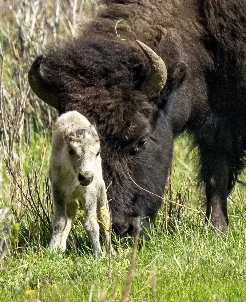 Ritka fehér bölényborjú születése a Yellowstone-ban: Jóslat teljesülése