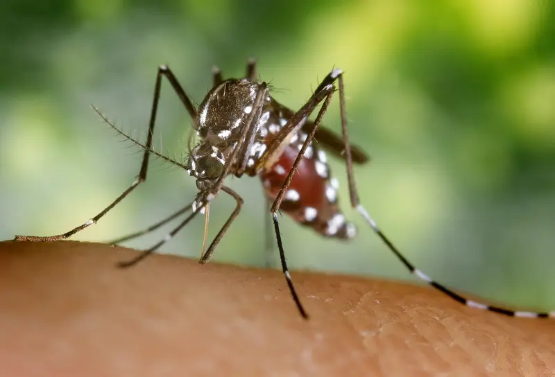Trópusi betegségeket terjesztő szúnyogok Európában: felkészülés szükséges