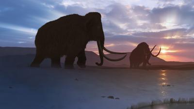 Új kutatás a gyapjas mamutok kihalásának okairól