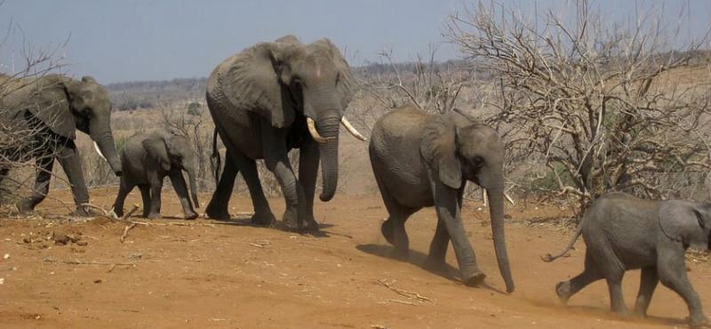 Spanyol turistát tapostak halálra elefántok egy dél-afrikai parkban