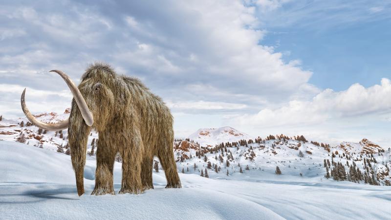 52 ezer éves mamutbőr nyújt betekintést az ősi gének világába