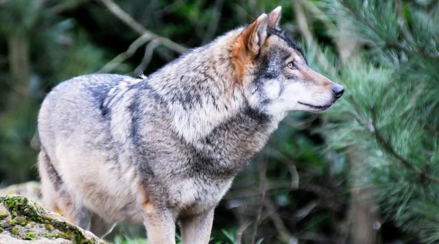 Vadkamerák rögzítették a farkasokat az Északi-középhegységben