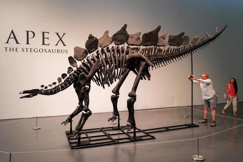 Dinoszaurusz-csontváz rekordáron kelt el a Sotheby's árverésén