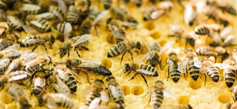 Bécs új online platformja összeköti a méhészeket és a virágokat