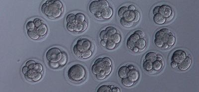 A meddőség és rákkezelések új reménye: az embrionális diapauza titkai