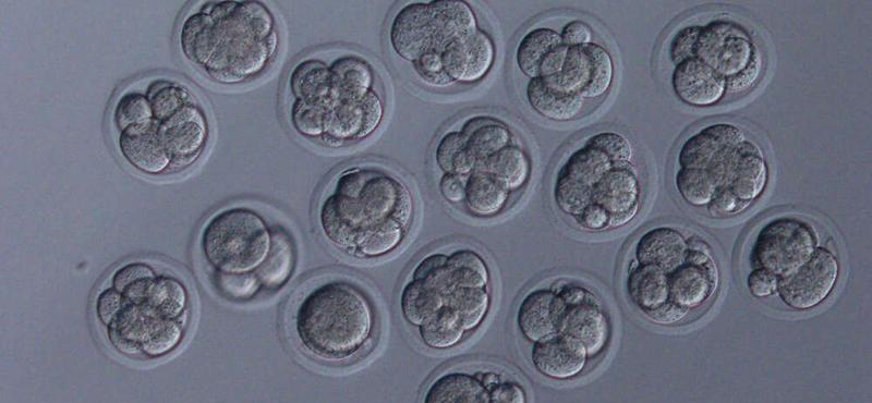 A meddőség és rákkezelések új reménye: az embrionális diapauza titkai