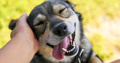 Kiderült: a kutyák is képesek lehetnek a nevetésre