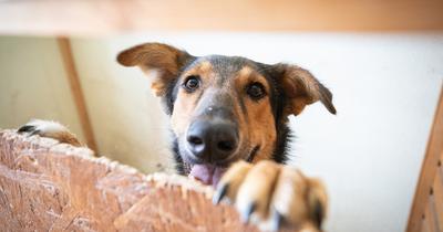 Az ánizs csodálatos hatása: Játékosabb és felszabadultabb kutyák