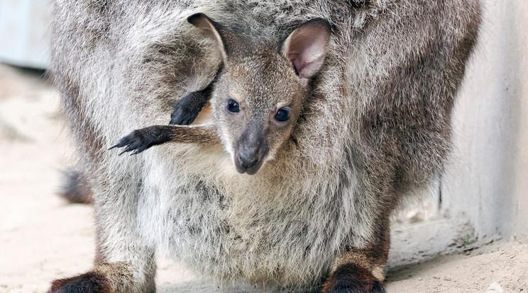 Benett-kenguru kölyök felfedezőúton az Állatkertben