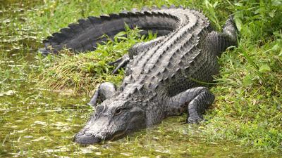 Hatalmas aligátor bukkant fel egy floridai iskolánál