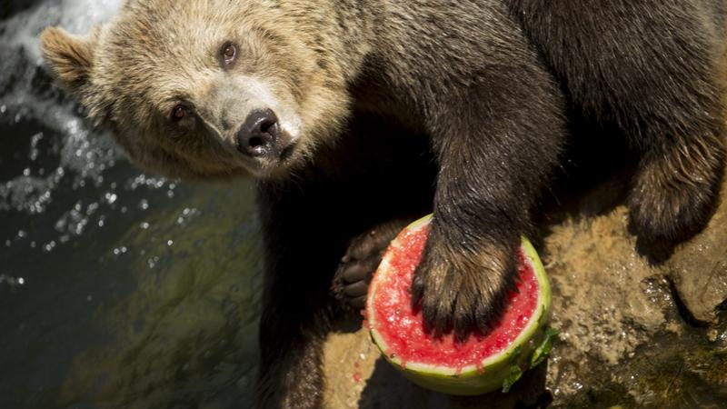 Éhes medve dinnyét lopott egy kaliforniai család hűtőjéből