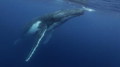 10 méteres bálna teteme ért partra Oregonban a Nehalem Bay közelében