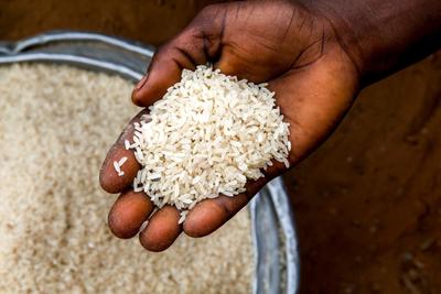 Az EU és az USA pakisztáni rizsimport betiltását fontolgatja