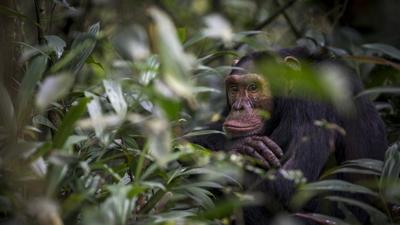 Csimpánzok és a gyógyító növények: új gyógyszerek nyomában