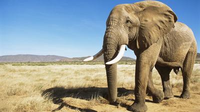 A világ legerősebb állatai: az afrikai elefánt a csúcson