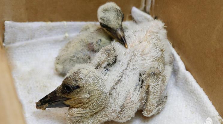 Öt árva gólyafióka kapott új esélyt a Fővárosi Állatkertben