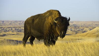 A bölény - Az amerikai ikon útja a kihalás széléről a nemzeti jelképpé