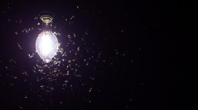 A rovarok éjszakai fényekhez való vonzódásának új magyarázata