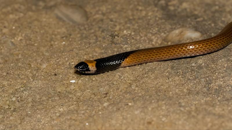 Felfedezték az új kígyófajt Szaúd-Arábiában, a Rhynchocalamus hejazicus-t