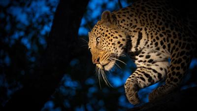 Leopárd éjszakai vadászata és az áttetsző pajzs technológia