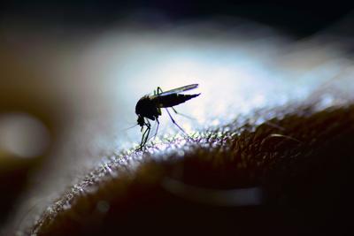 Dengue-láz terjed Európában az éghajlatváltozás következtében