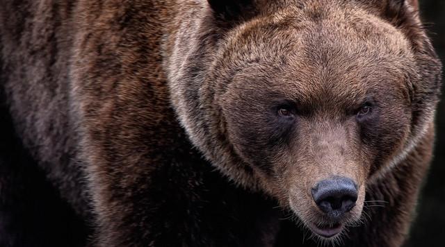 Tragikus medvetámadás a Bucsecs-hegységben: fiatal lány életét veszítette
