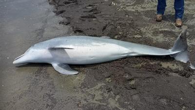 Delfin gyilkosság Louisianában: nyomozás és jelentős jutalom