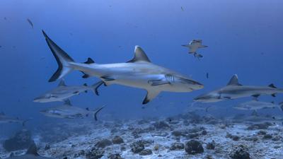 24 éves halász túlélte a cápatámadást a Bahamákon