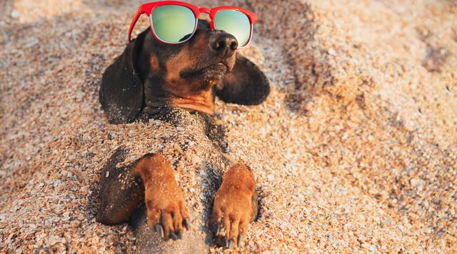 Nem csak embereknek fontos a napvédelem – Így óvd meg kutyádat!