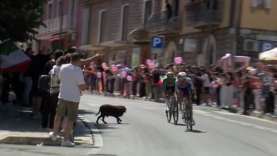 Kutya okozott izgalmakat a Giro d'Italia kerékpárversenyen
