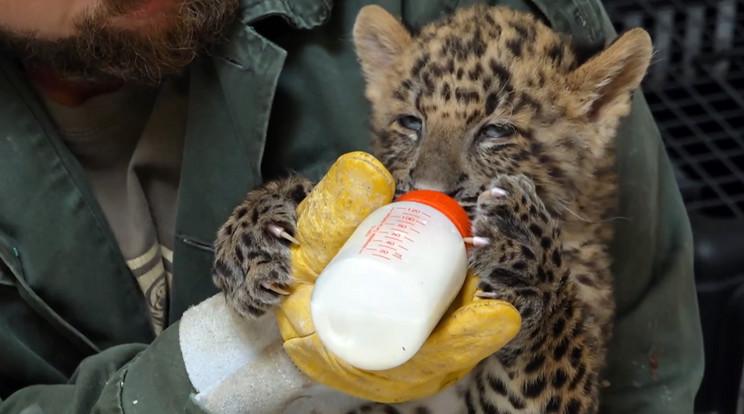 Poldi, a kitaszított észak-kínai leopárdkölyök új esélyt kap Szegeden